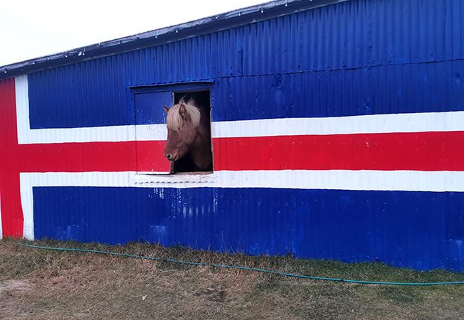 En islandshäst tittar ut ur en lucka från ett plåtskjul. Väggen är målad som isländska flaggan.