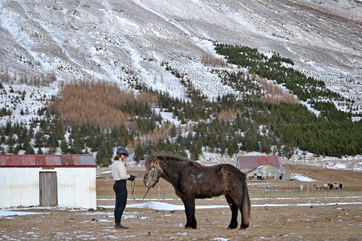 Kvinna står i framför en islandshäst och håller den i tyglarna. Hästen har bara ett huvudlag på. Omgivningen är karg och ett tunt snötäcke ligger över bergssidan. Några hästar syns i en hage i bakgrunden. Ett vitt plåtskjul med rött plåttak syns.
