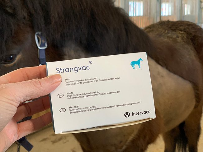 Vaccinförpackning med texten Strangvac hålls upp av en hand i ett stall, i bakgrunden syns en islandshäst