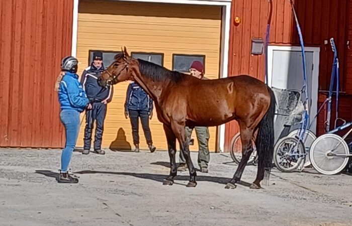 Elev visar häst vid hand ett delmoment i travhästskötarexamen