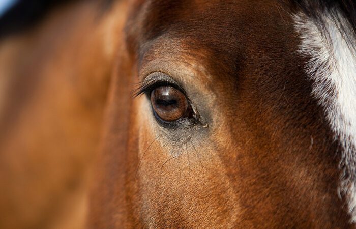 Närbild av ett hästhuvud visar ett öga på en brun ridhäst med bläs