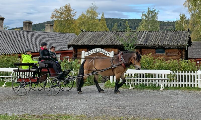 Nordsvensk brukshäst drar vagn framför en gammal rödmålad gård med skylten Hackåsgården