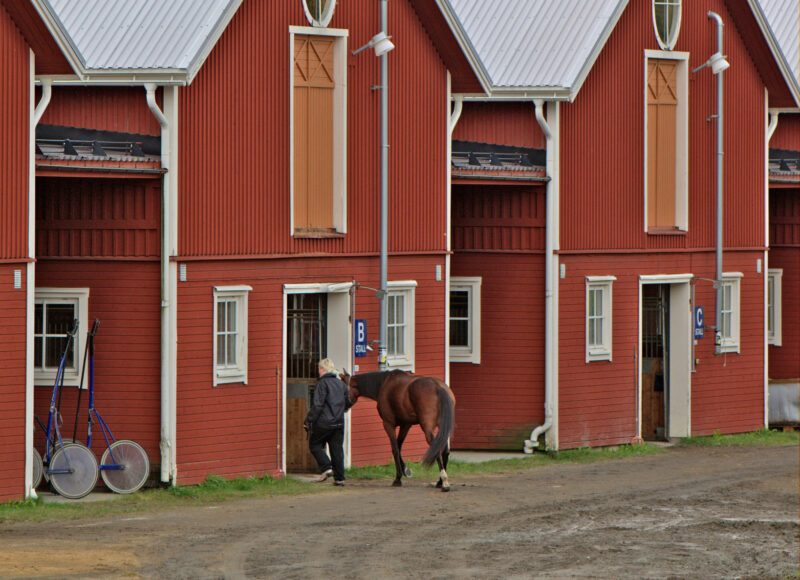 Flicka på gymnasiet leder en häst in i ett stall