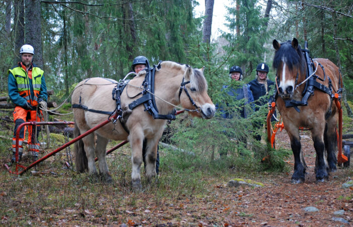 En fjording och en nordsvensk brukshäst i skogen omgiven av fyra elever från kuskutbildningen i brukshästkörning