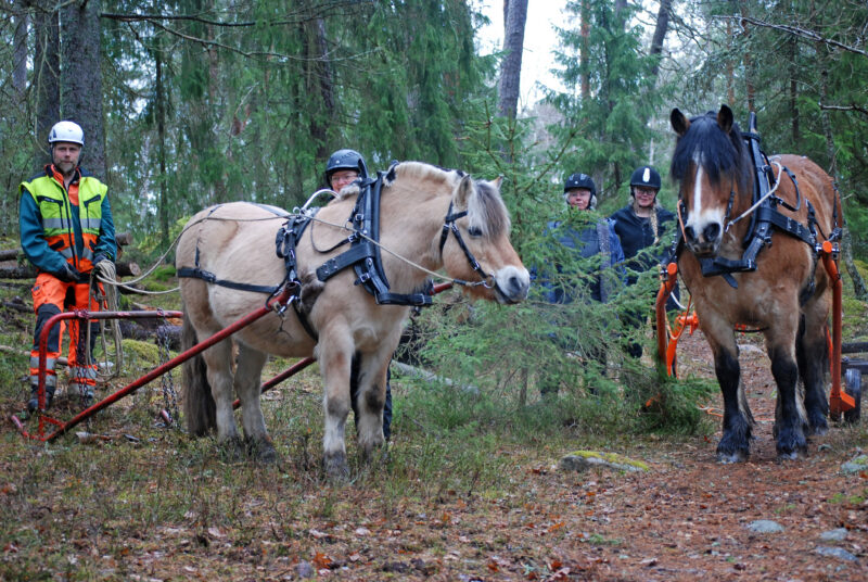 En fjording och en nordsvensk brukshäst i skogen omgiven av fyra elever från kuskutbildningen i brukshästkörning