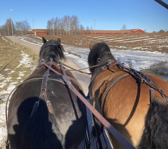 Två nordsvenska brukshästar i par syns bakifrån. Bilden är tagen från kuskbocken. 