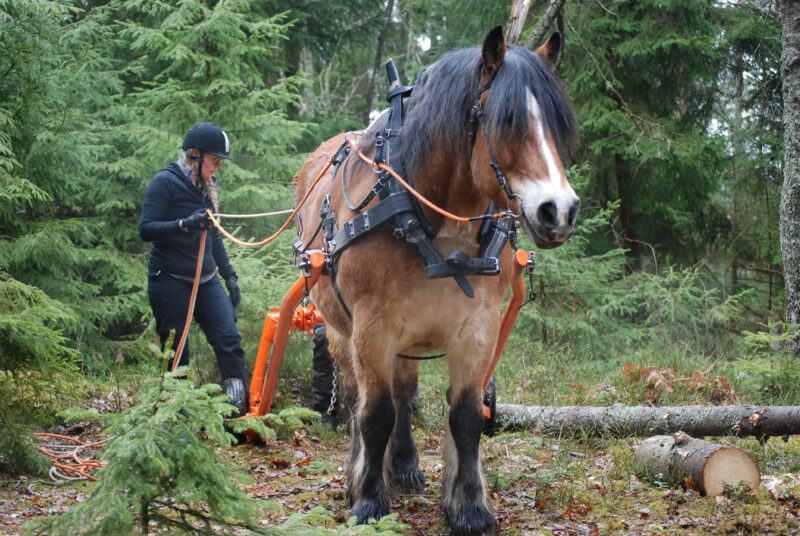 Kvinna i hjälm står i skogen bakom en nordsvensk brukshäst