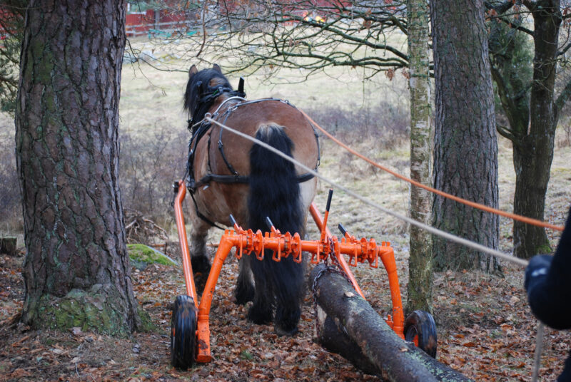 Nordsvensk brukshäst bakifrån drar timmer genom skog