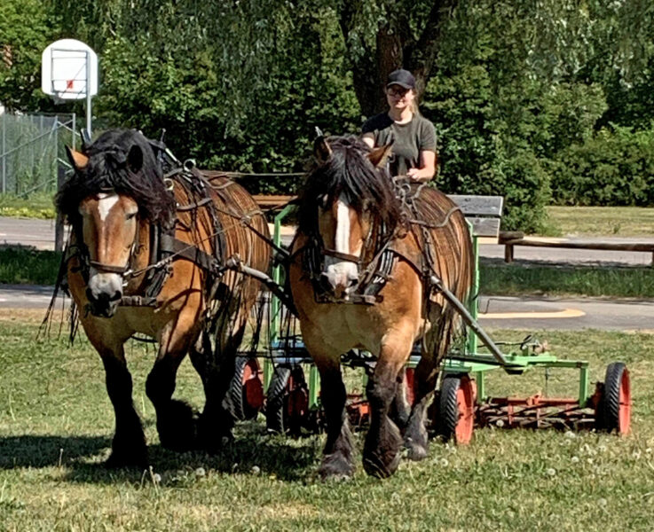 Kvinna kör gräsklippare med hjälp av två nordsvenska brukshästar i par