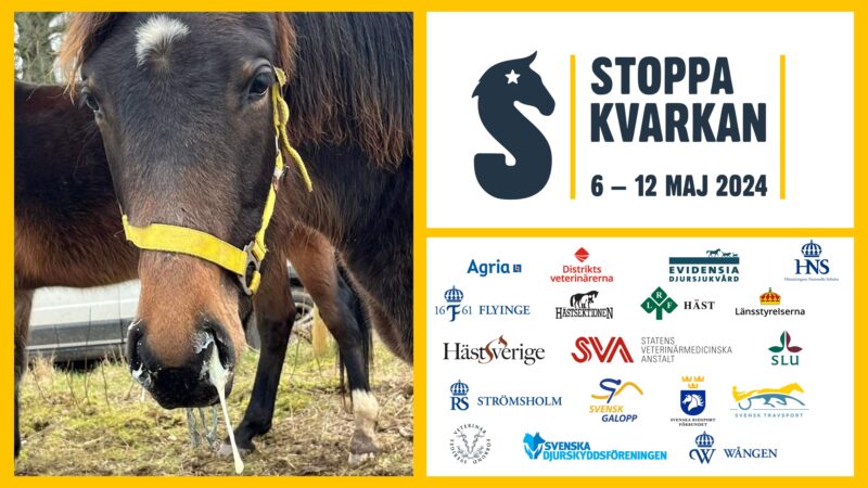 bild med snorig häst och en mängd logor från organisationer som deltar i stoppa-kvarka-kampanjen