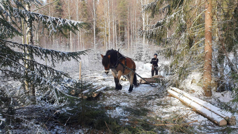 Linda kör timmer i skogen en vacker vinterdag