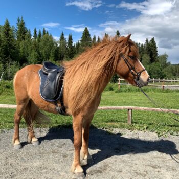 Fuxfärgad islandshäst är sadlad och tränsad och står uppställd utomhus en blåsig sommardag
