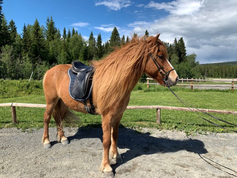 Fuxfärgad islandshäst är sadlad och tränsad och står uppställd utomhus en blåsig sommardag