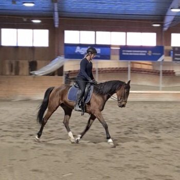 Ryttare rider en varmblodstravare i ridhuset på Wången