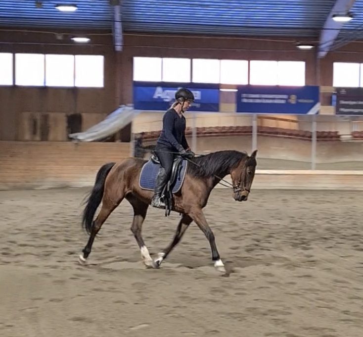 Ryttare rider en varmblodstravare i ridhuset på Wången