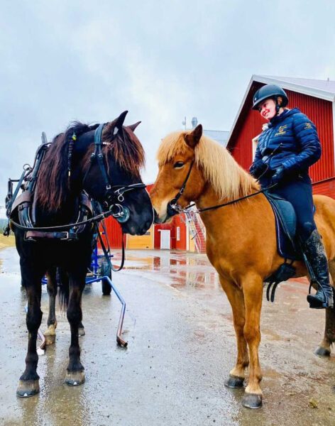 En mörkbrun travhäst möter en islandshäst, mule mot mule. En kvinna med ridhjälm och blå täckjacka rider på islandshästen.