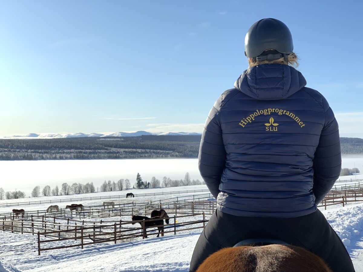 En ryttare tittar ut över ett soligt vinterlandskap hon har hjälm och en jacka som det står Hippologprogrammet på